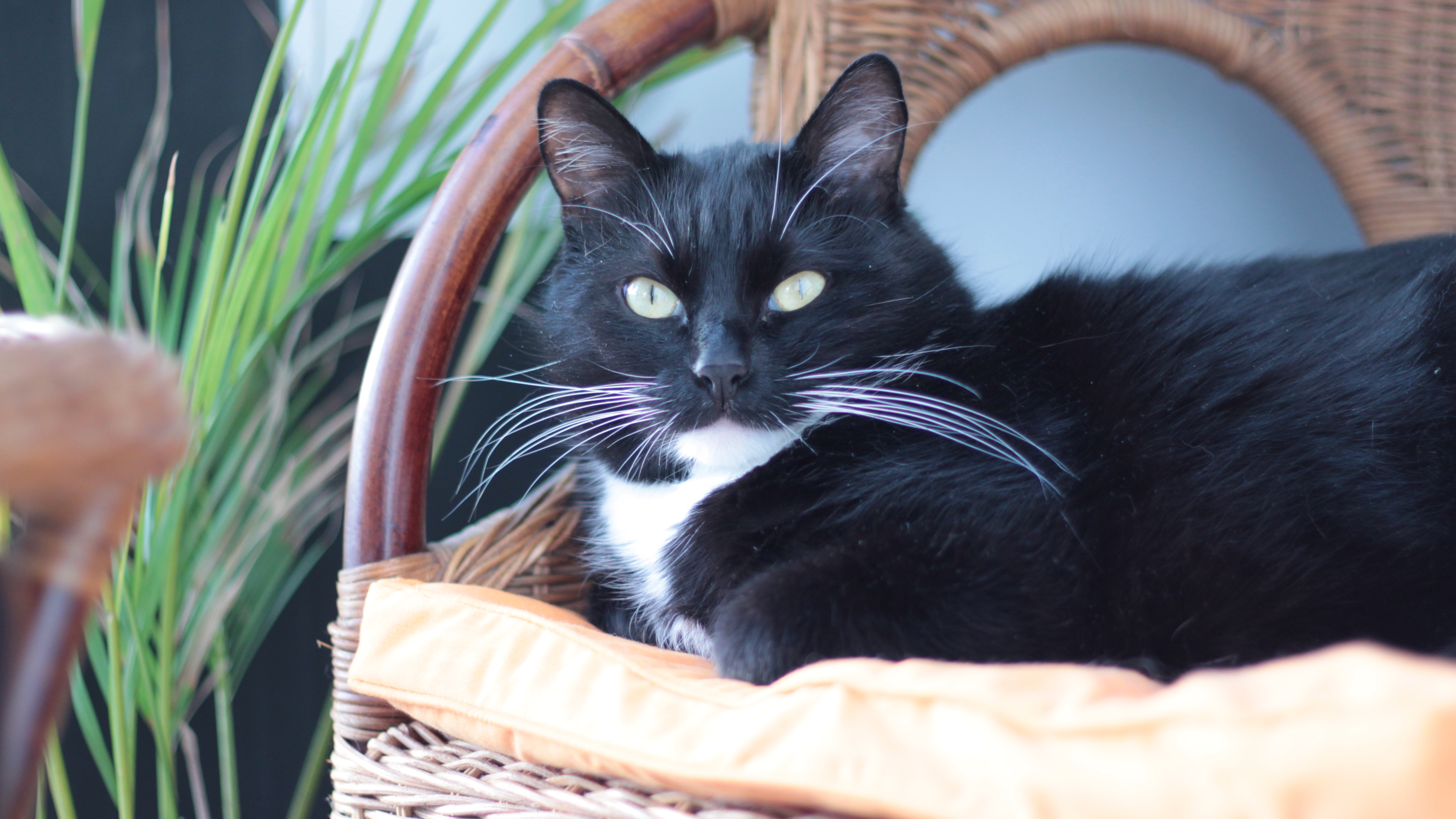 Cat with bright yellow eyes in bright rays of light.