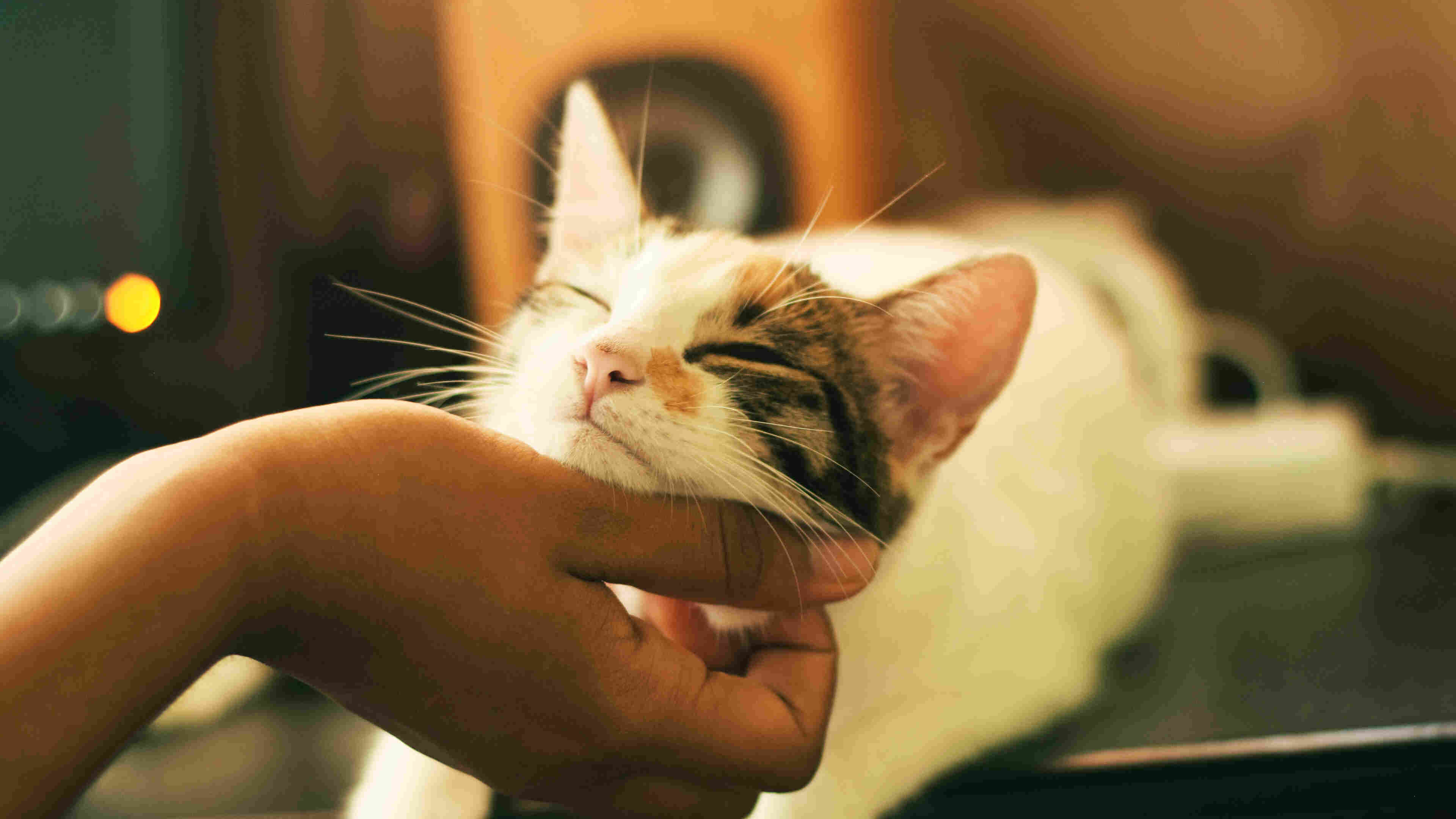 Kitten looking content while its chin is being scratched