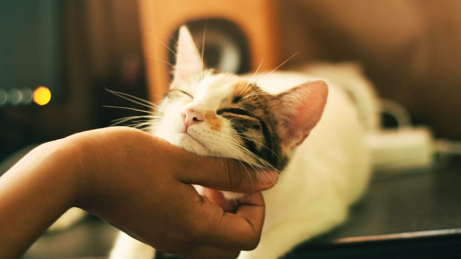 Dogs, cats, whales & other animals show kindness Dogs, cats, whales & other animals show kindness