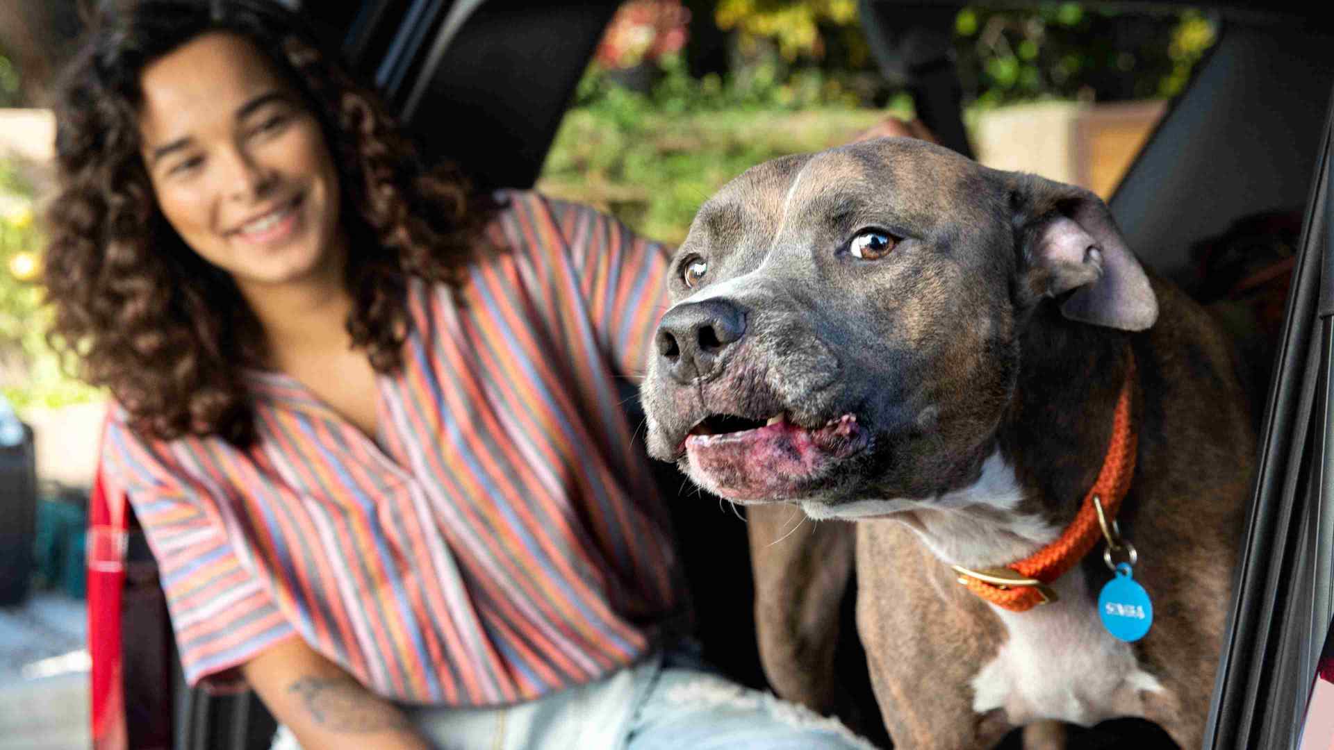 Dog with owner on Car