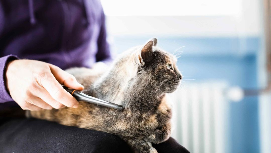 Tortie cat and owner 