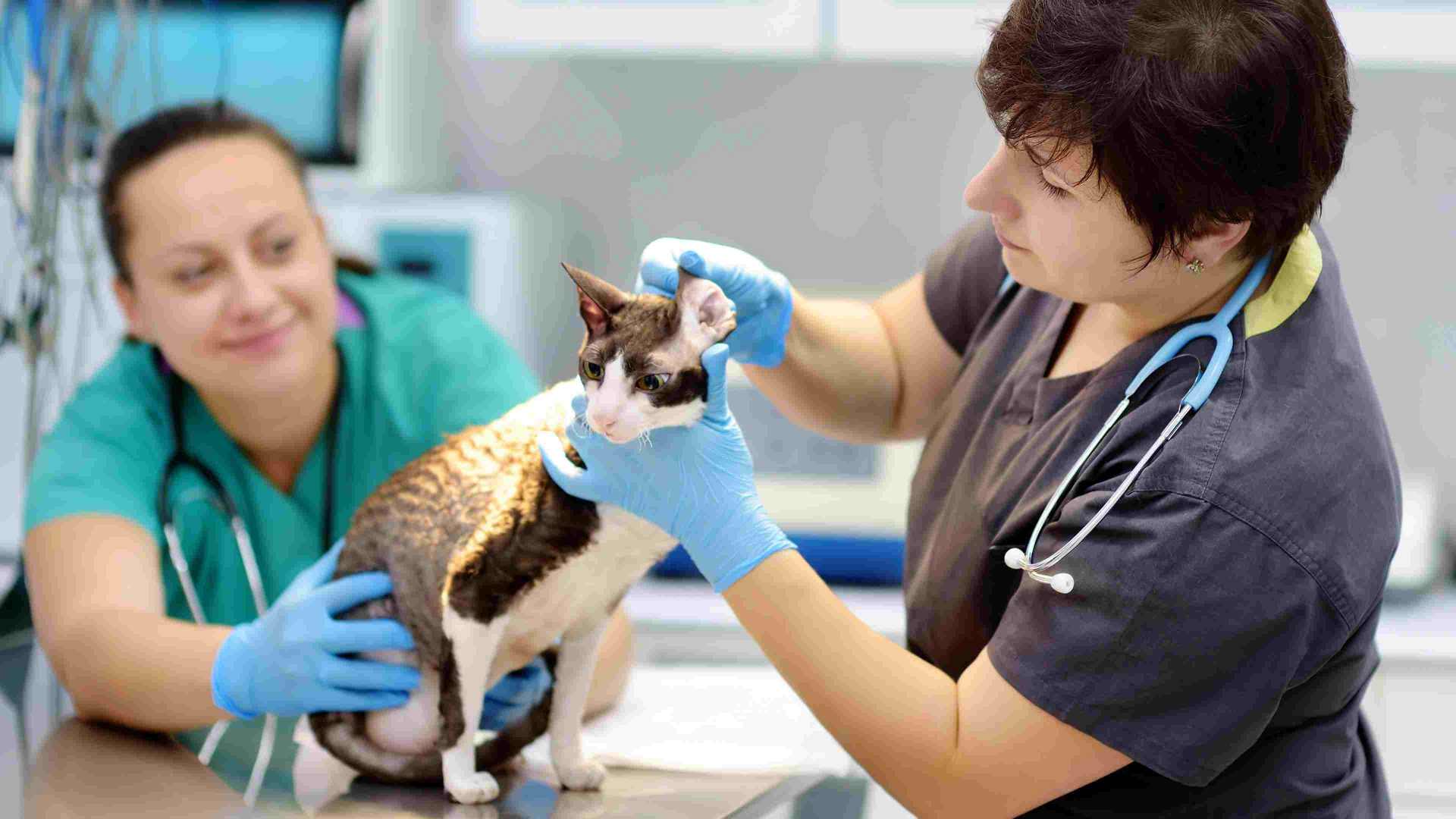 types of veterinarians Banfield Pet Hospital®