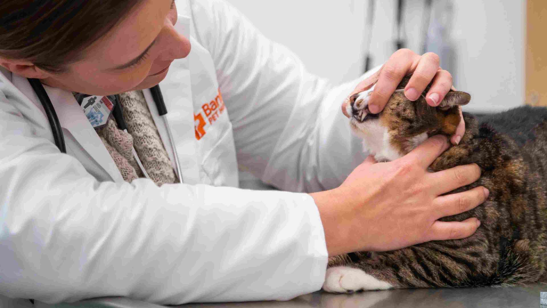 Banfield cat shop