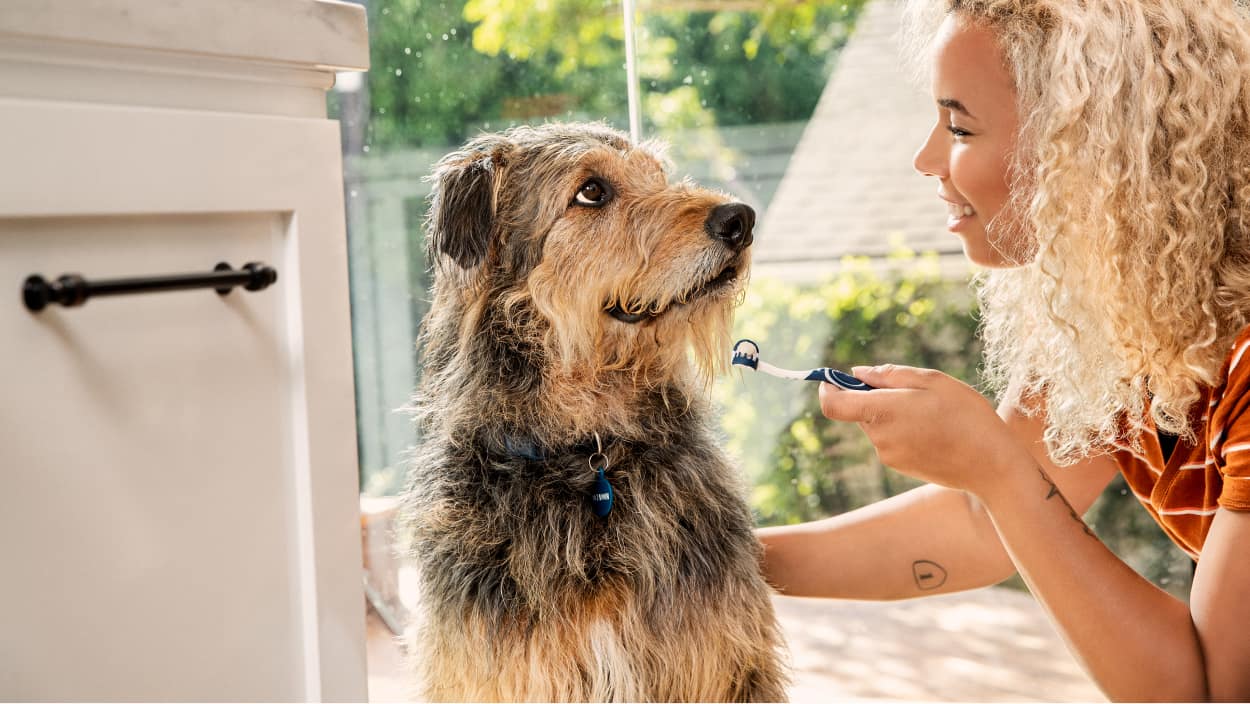 Lady holding tooth brush with dog