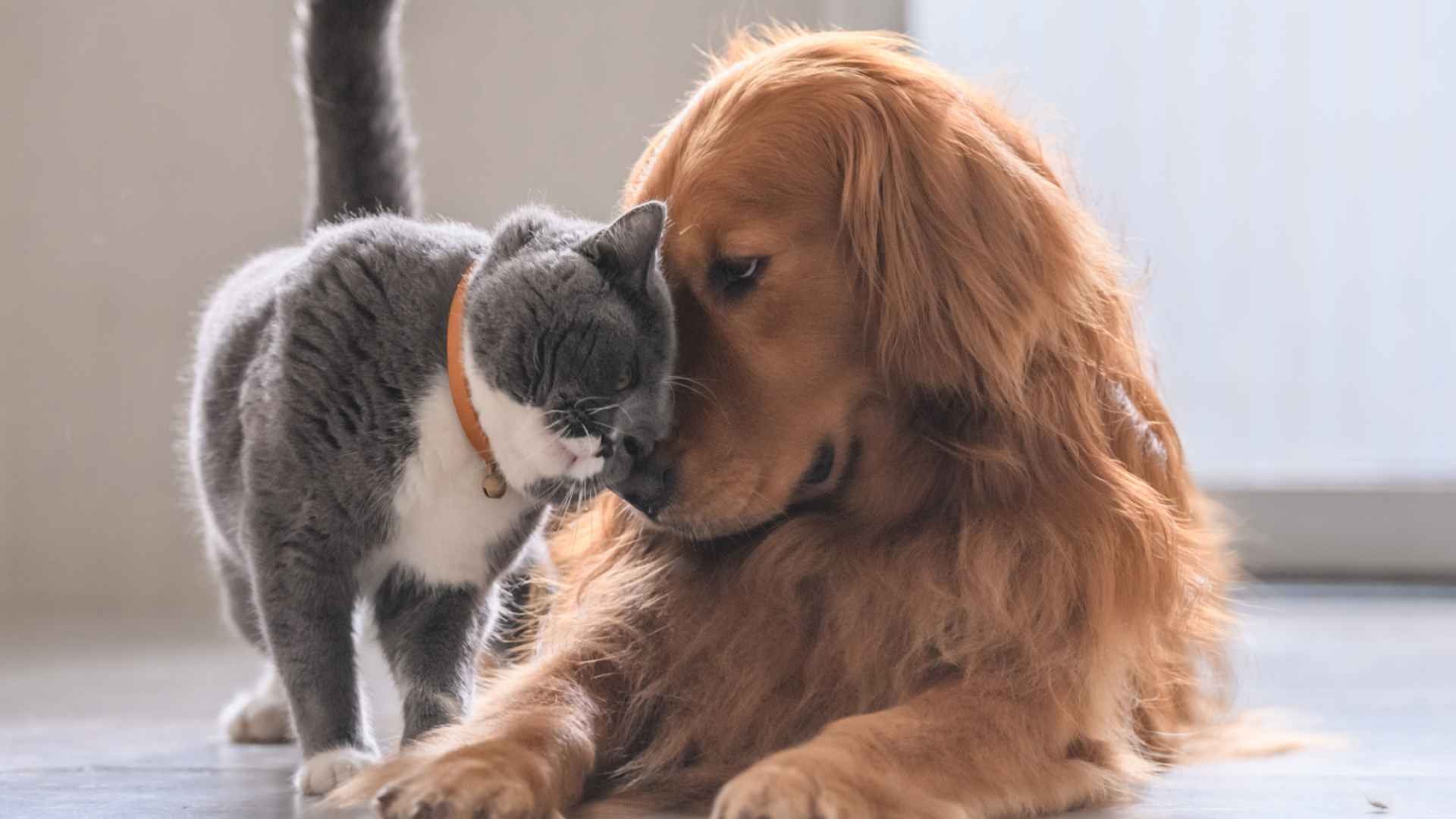 cat and dog friends Banfield Pet Hospital®