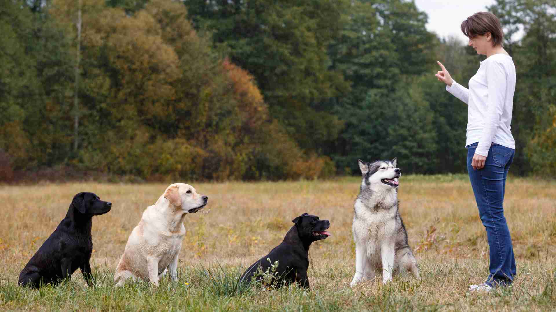 Dog Trainers