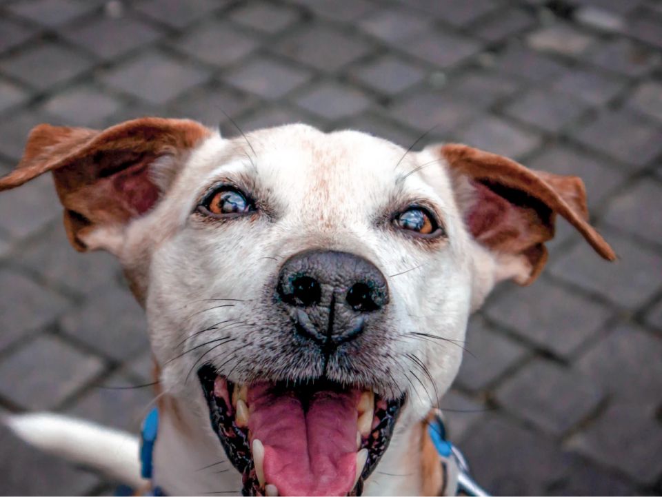 A close-up portrait of a happy dog