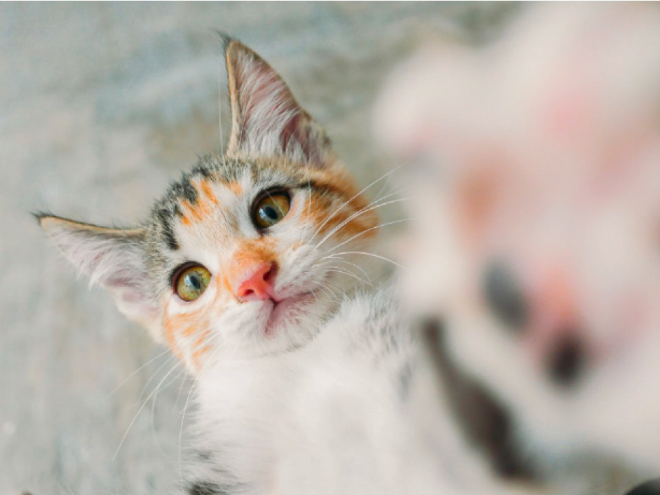 A close-up of a playful cat touching the camera
