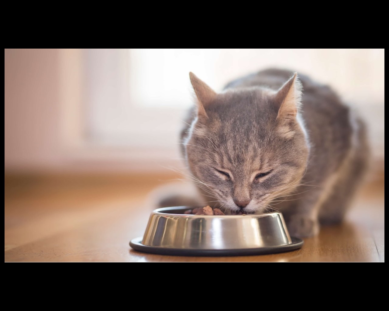 Cat eating