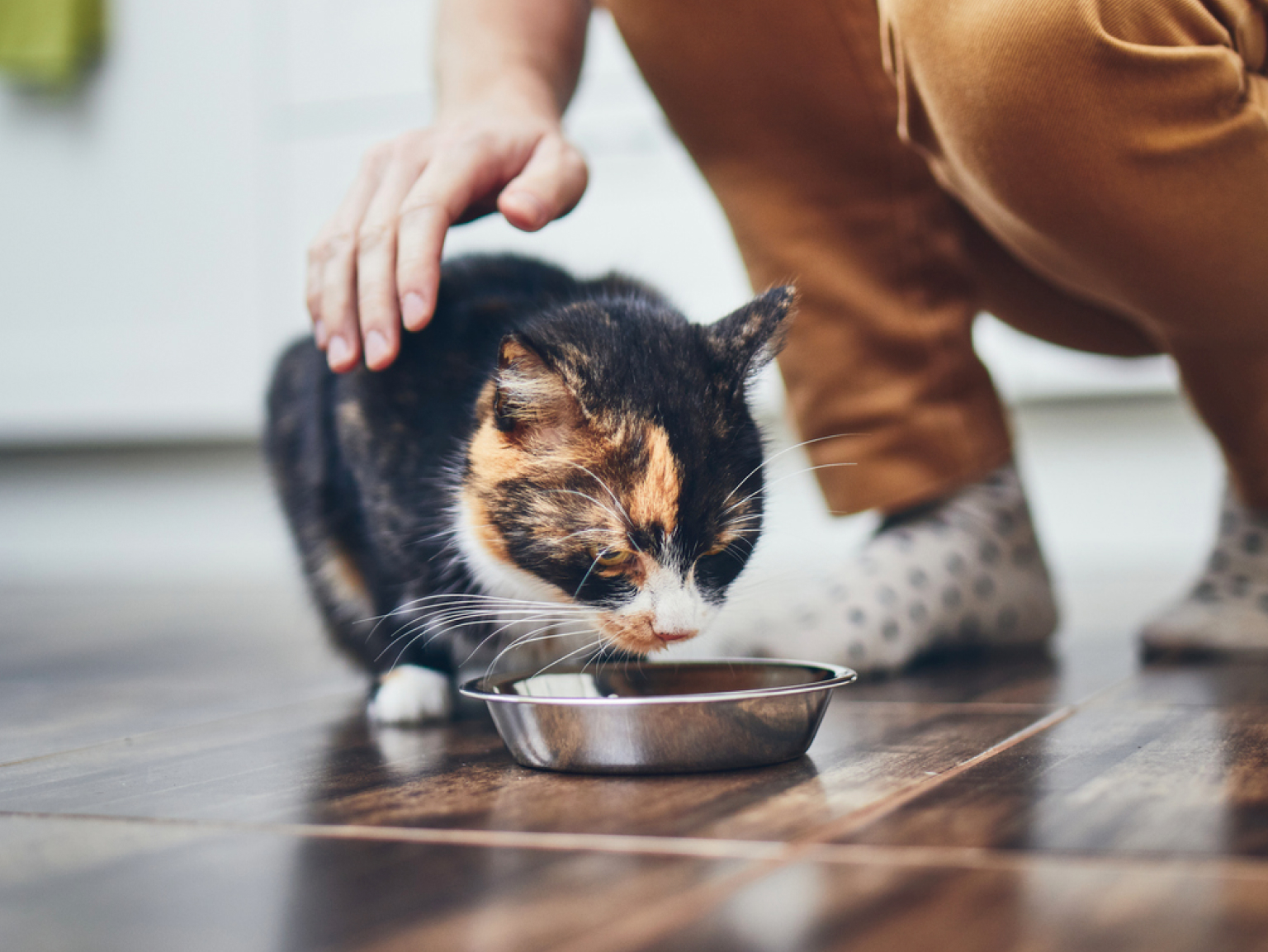 A close-up of a cat owner's hand petting his cat while the cat eats from its food bowl