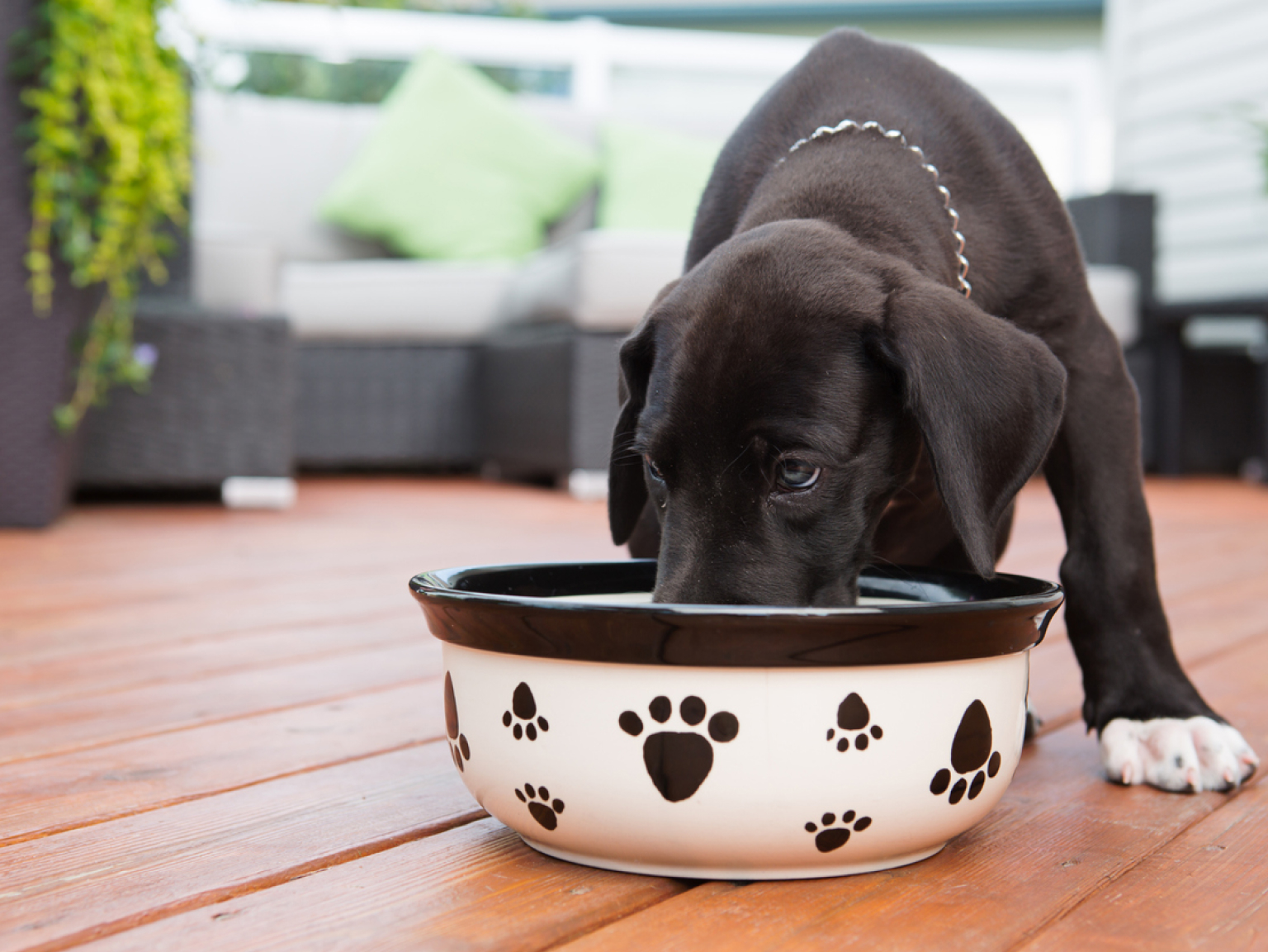 A puppy eating from its food bowl