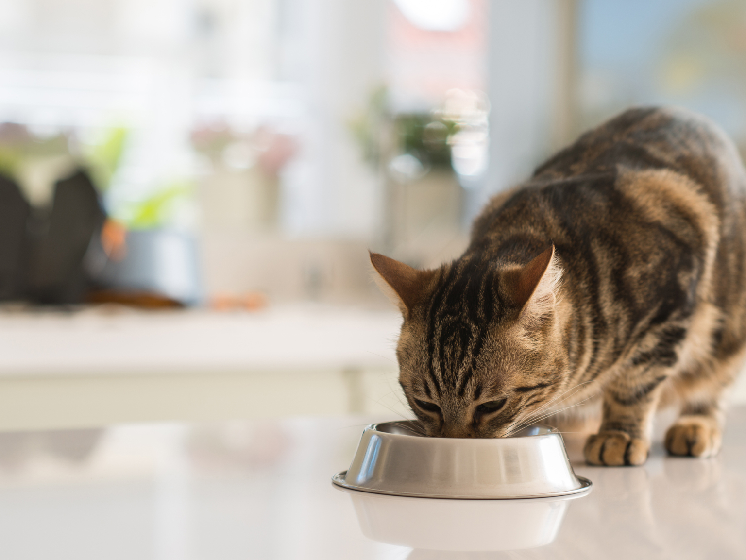 The Cat eats