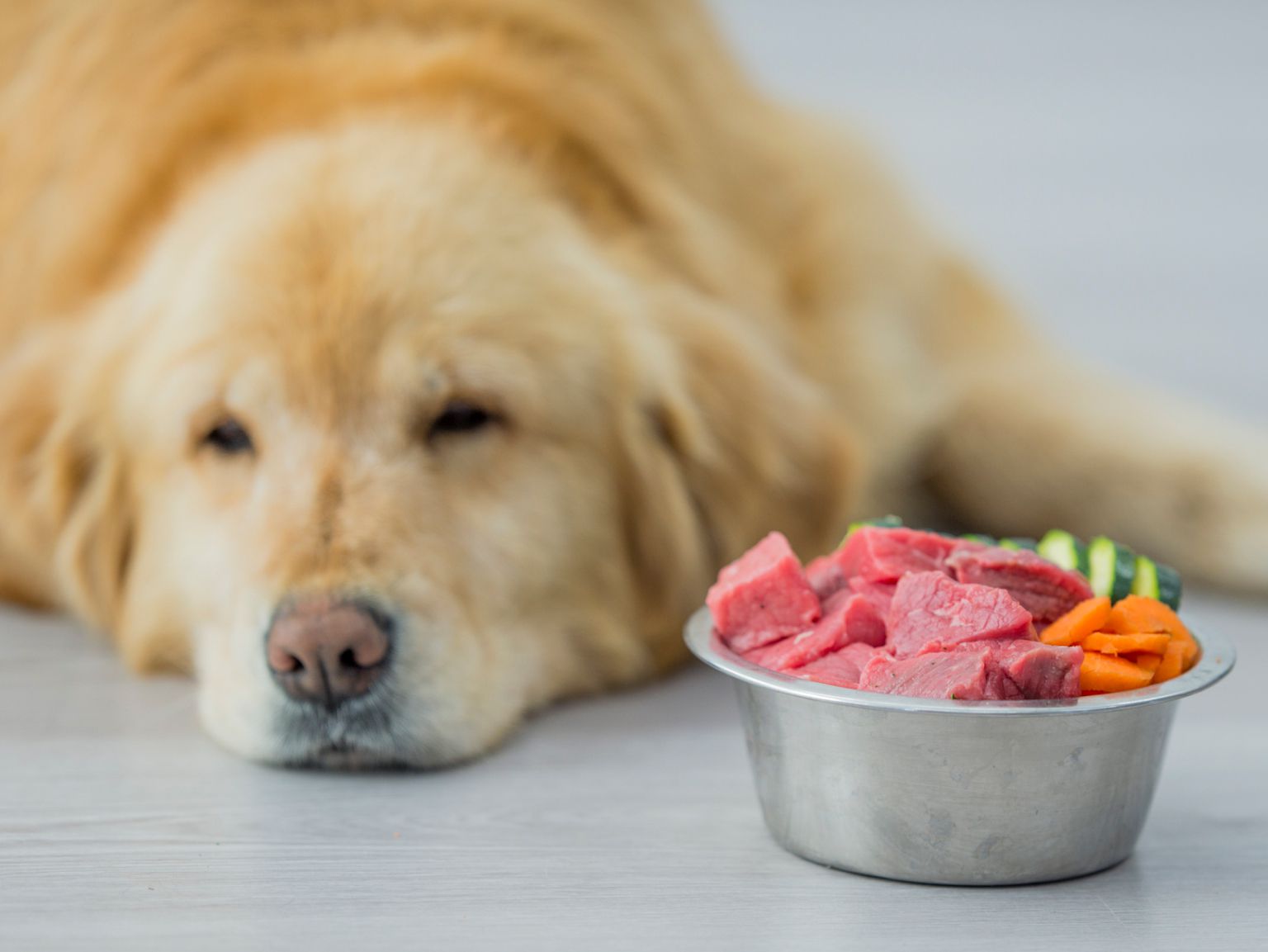 Dog is lying on the Floor