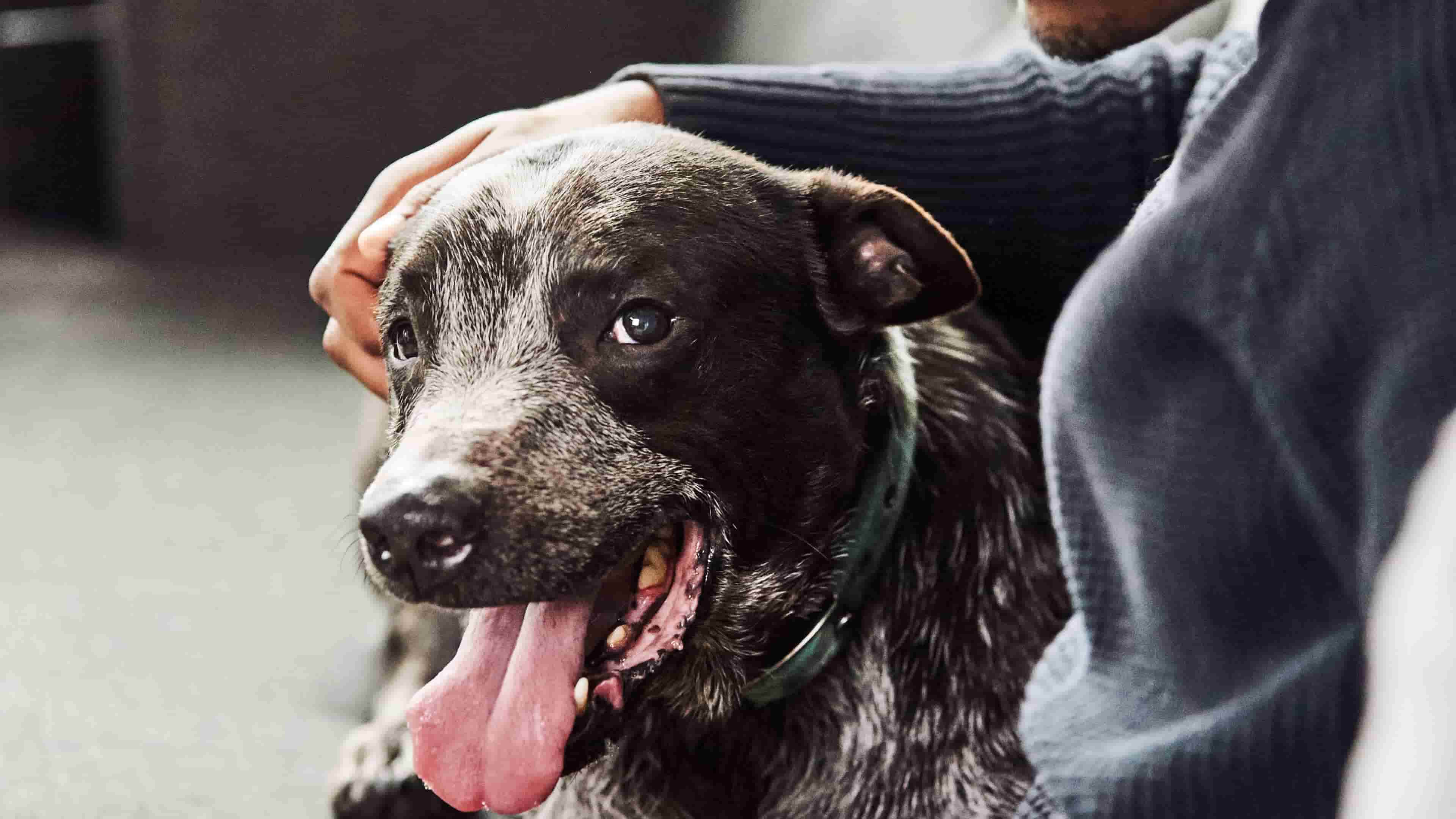 Someone's hand is on Dog's head