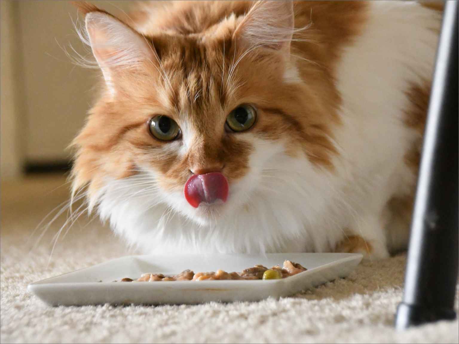 A cat eating from its food plate