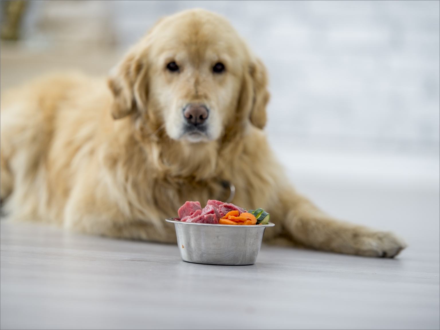 A dog sitting in front of a food bowl containing red meat cubes and pet food