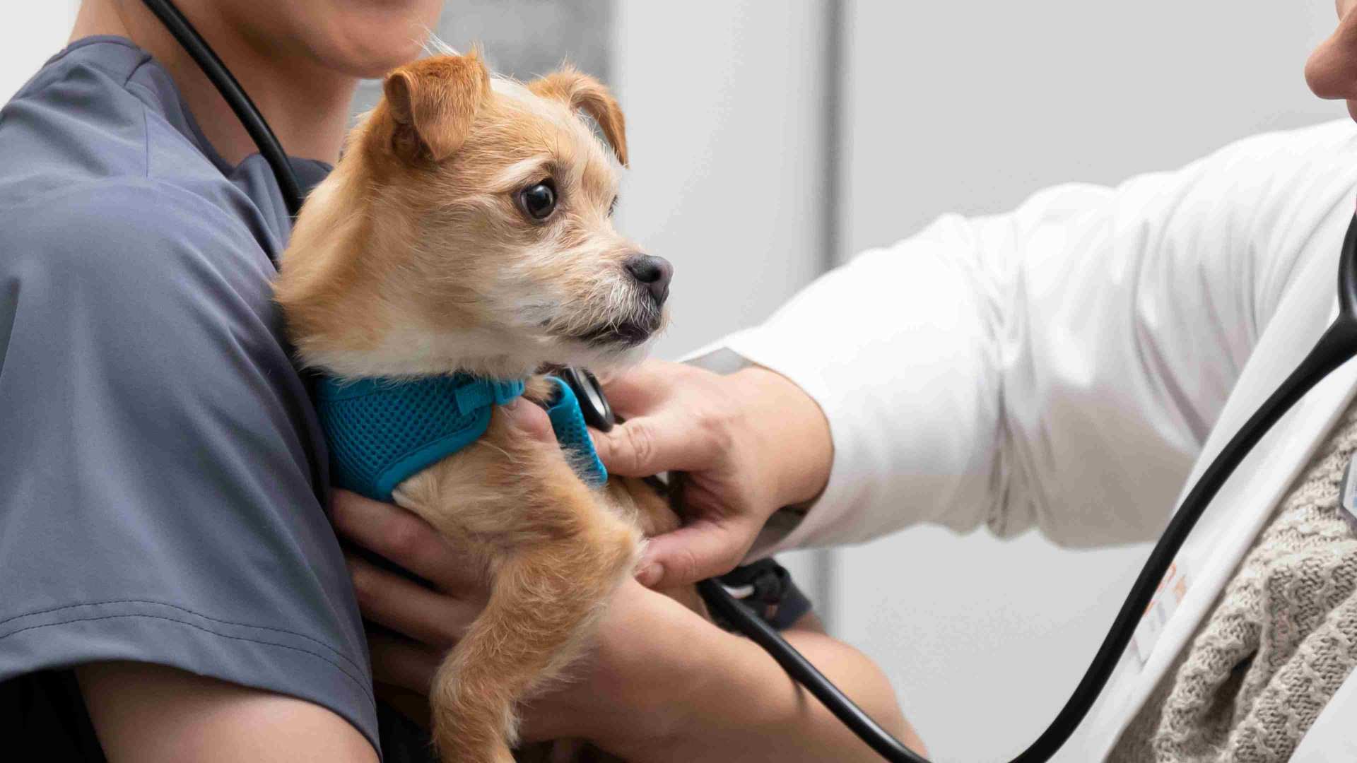 Pet vaccinations Banfield Pet Hospital®