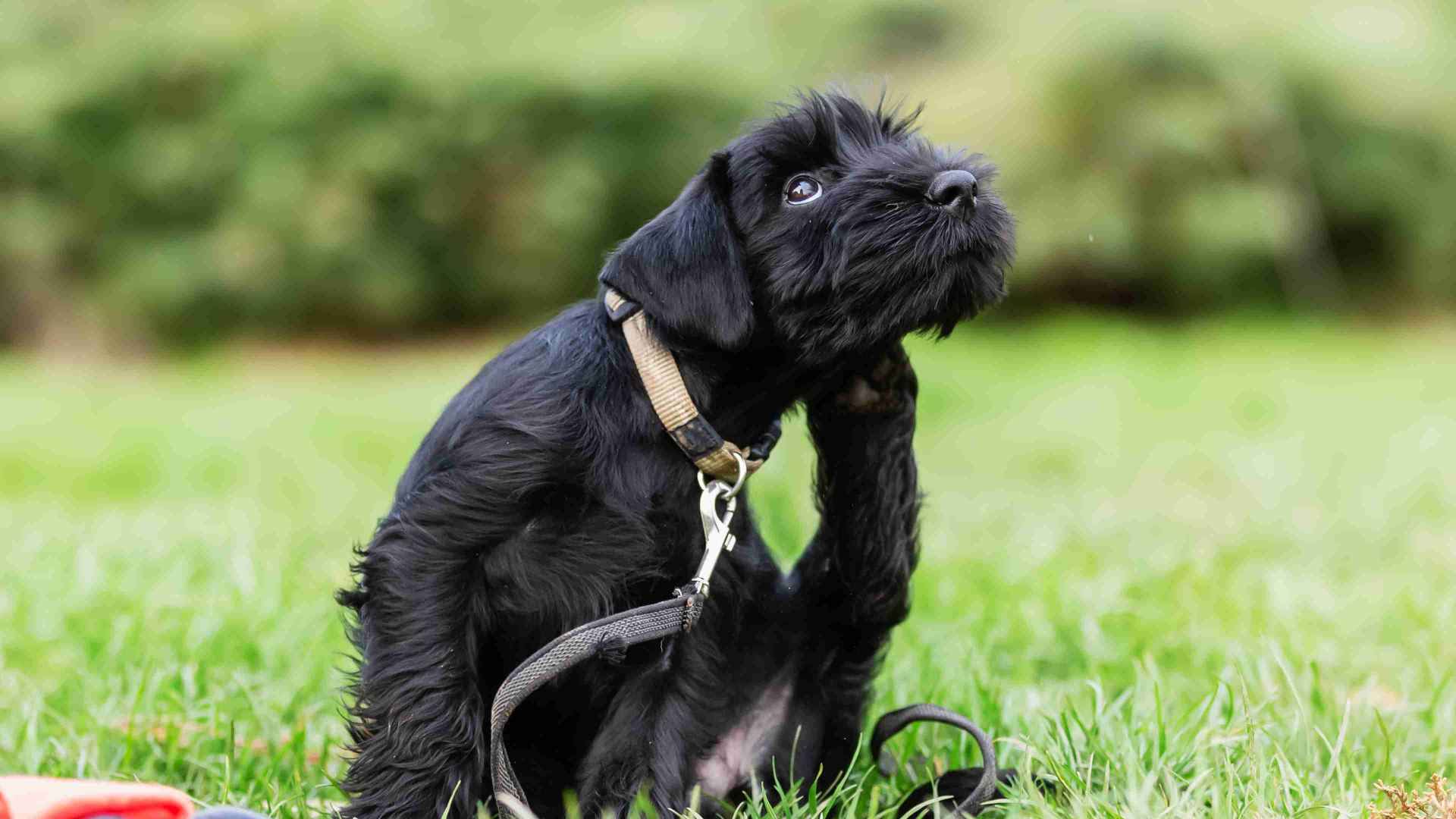 A black dogs using its foot to scratch its neck while playing in a park