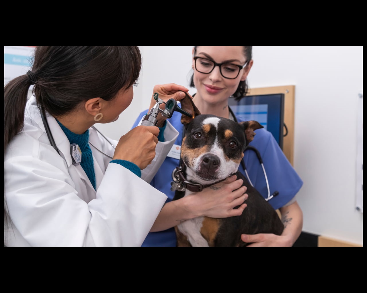 Two young female veterinarians examining a dog at the Banfield Pets Hospital