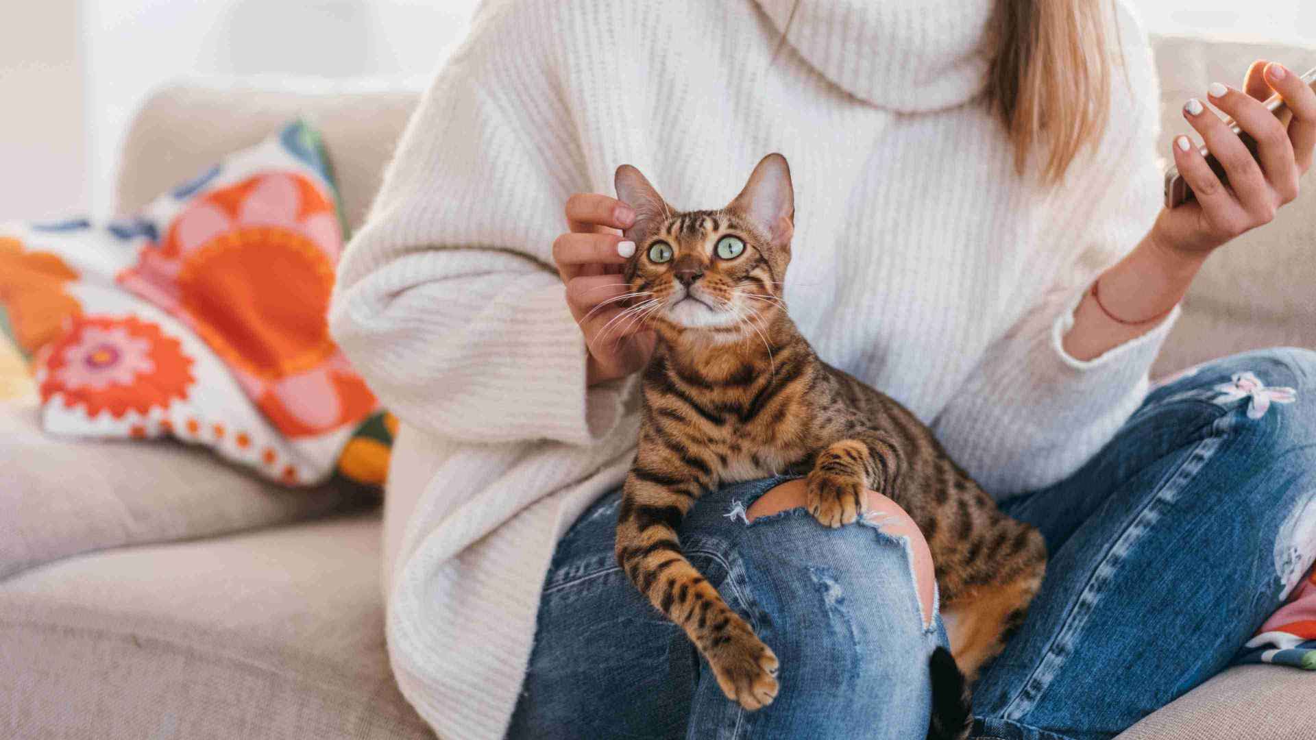 A cat sitting on her owner lap while the owner pets her cat with her right hand and uses her mobile phone with her left