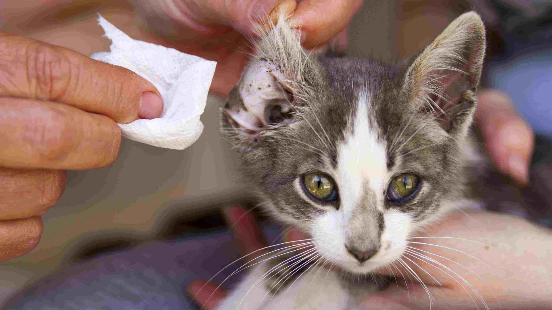 A close-up of a veterinarian hands checking a black cat's ear at the Banfield Pet Hospital