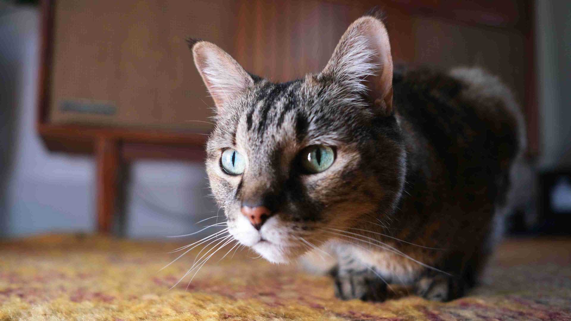 List of common pet poisons Banfield Pet Hospital®