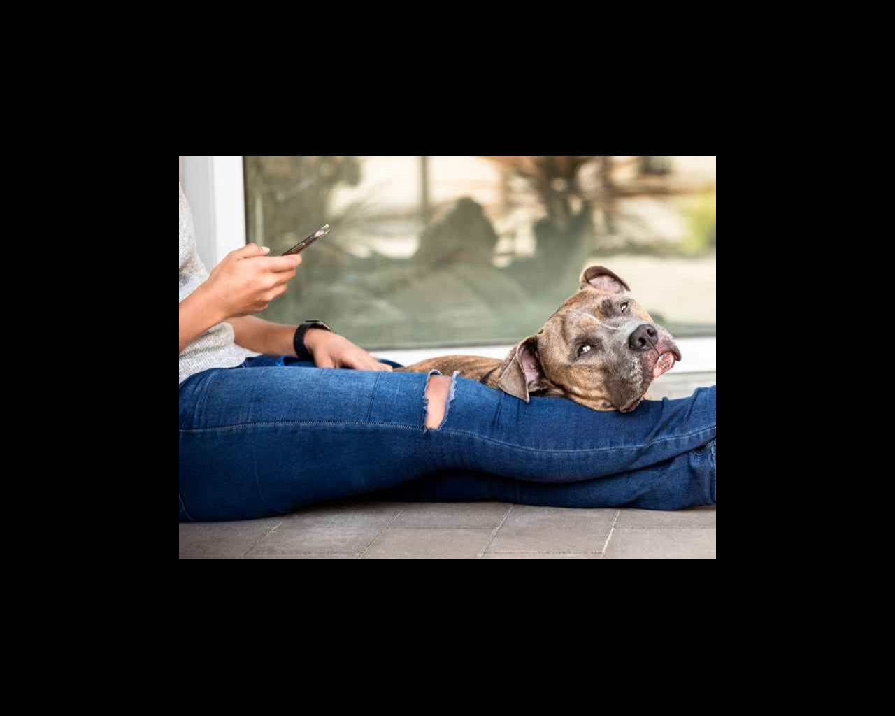 Dog lying down on owner's leg