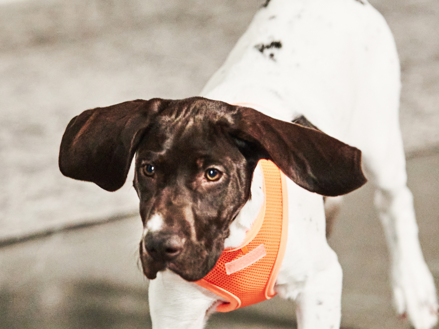 A dog walking