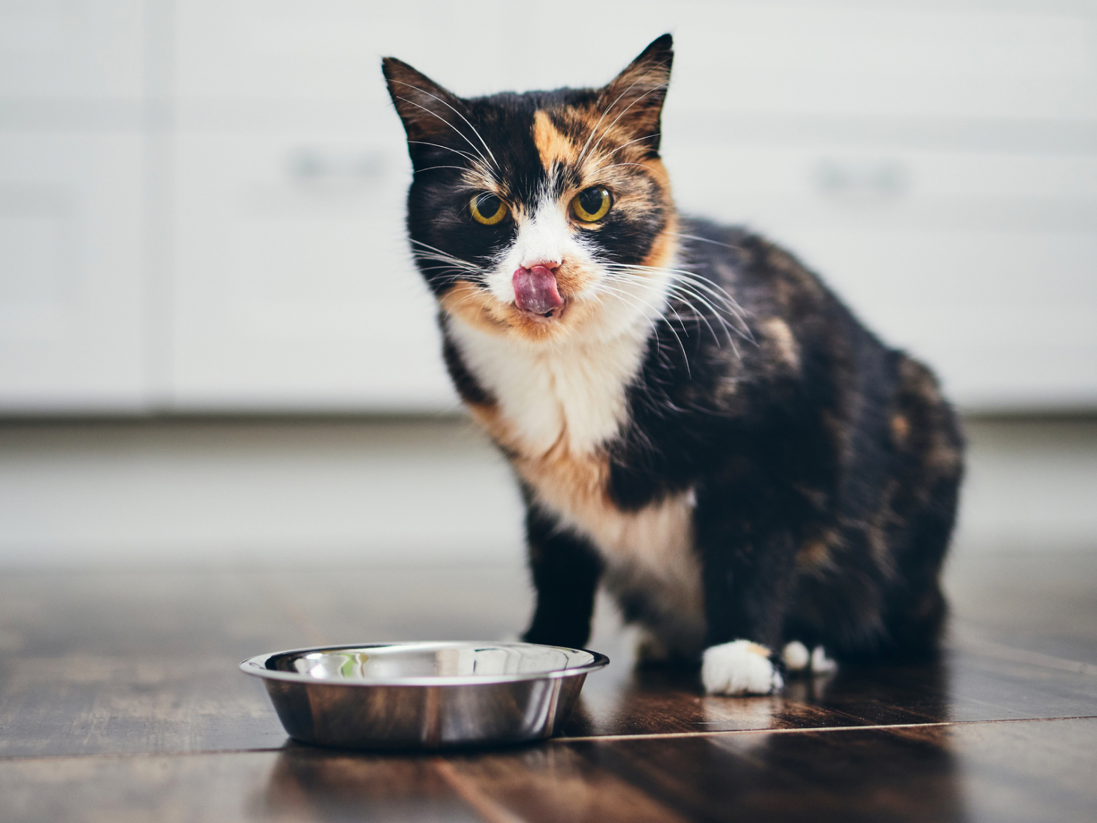 A cat sitting in front of her food bowl
