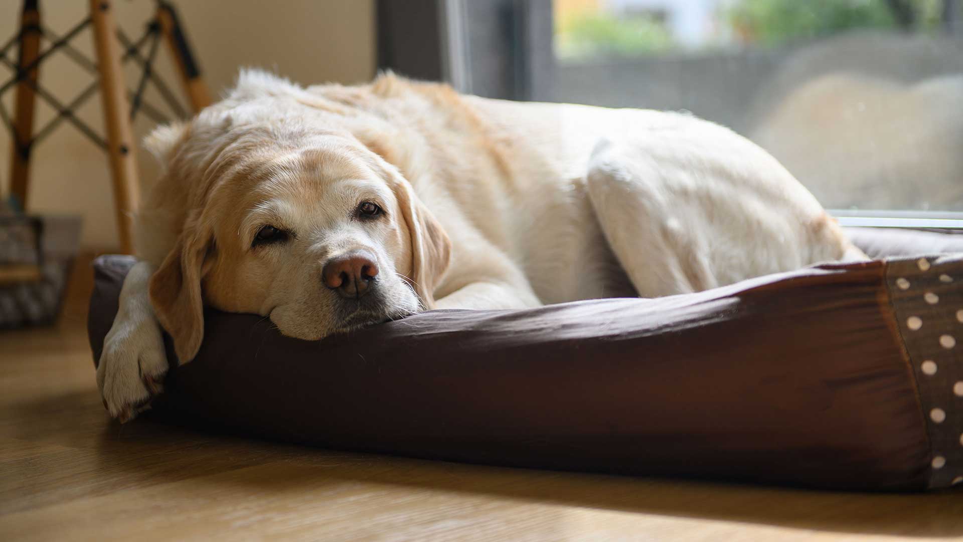 An old yellow Labrador resting in a dog bed 