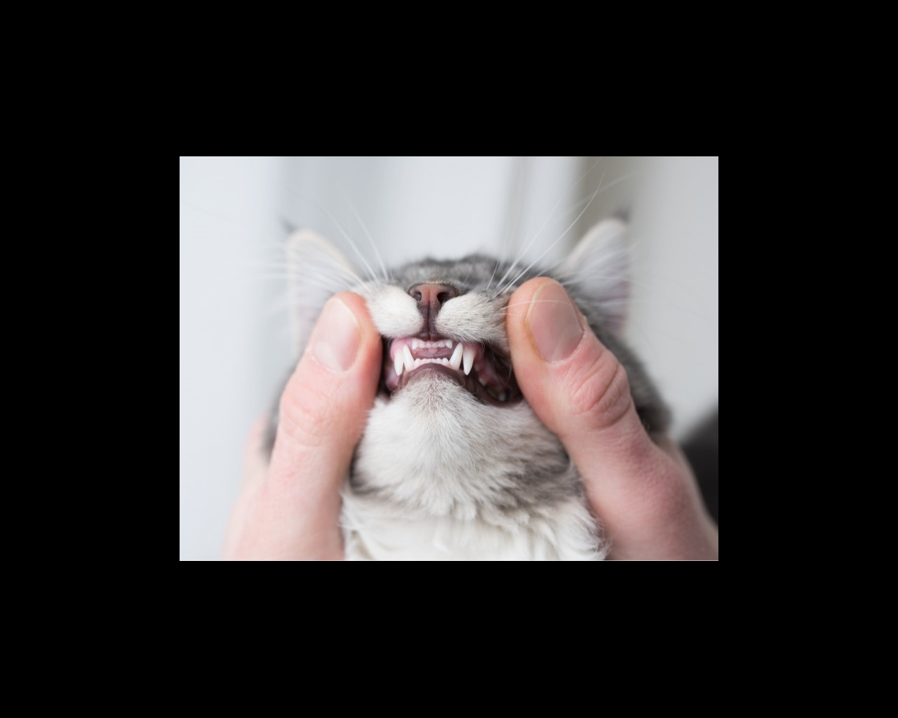 A young female veterinarian examining a cat's teeth at the Banfield Pet Hospital