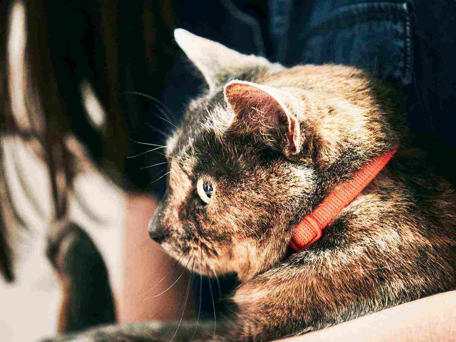 A close-up portrait of a cat