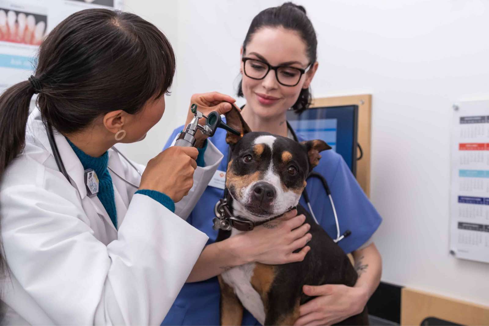 What Does Banfield Puppy Plan Cover what-does-banfield-puppy-plan-cover