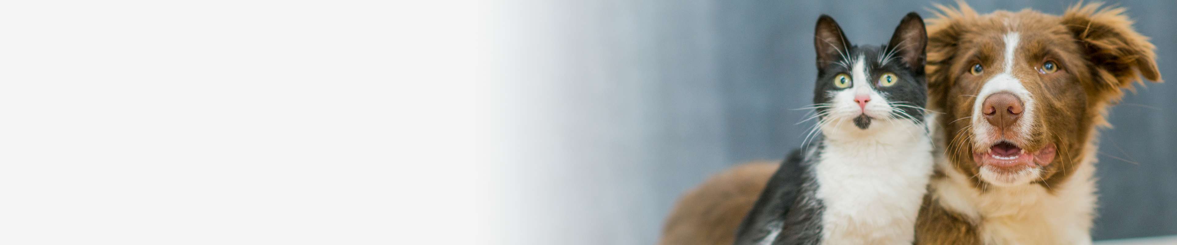 Hospital Locations Banfield Pet Hospital®