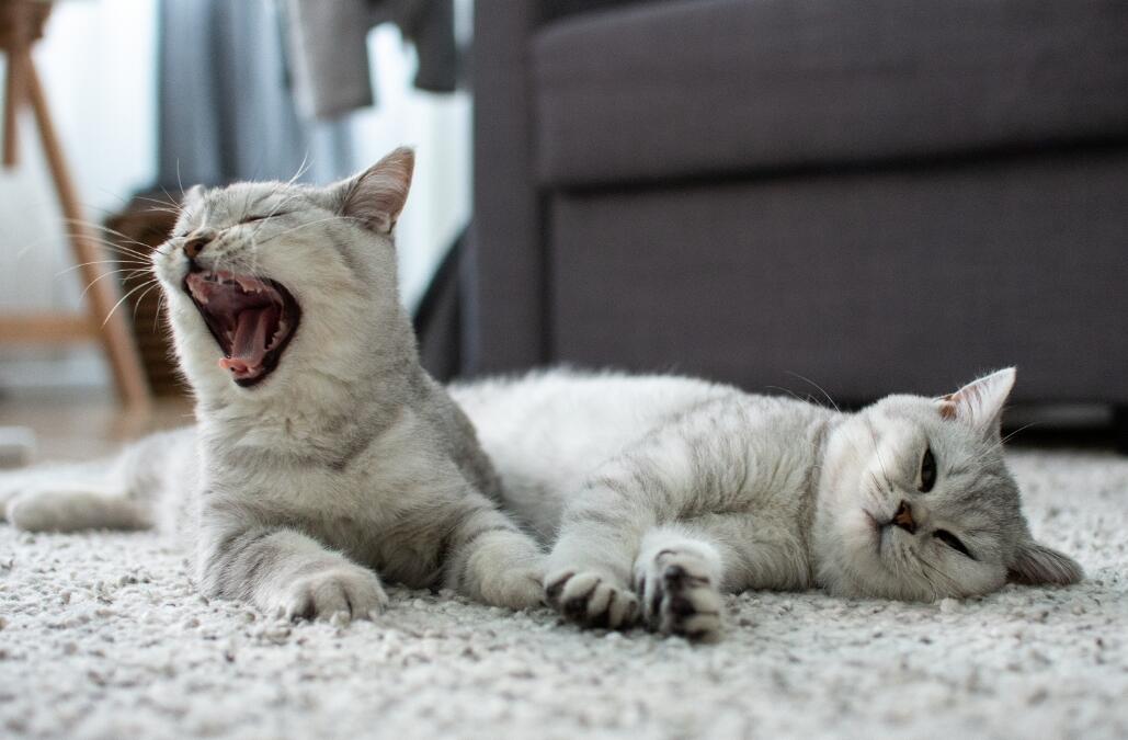 Two light gray cats, one yawning, laying on a rug