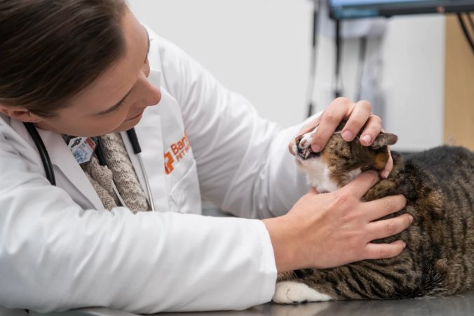 A vet examining a cat’s teeth