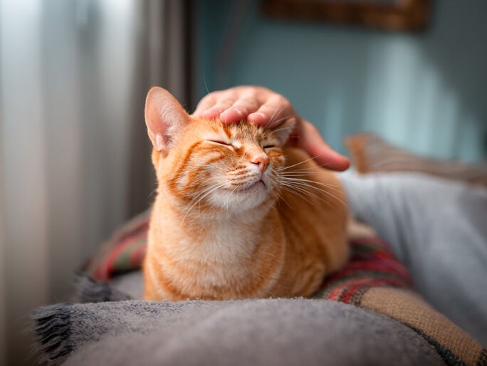Orange and white striped cat being pet on the head