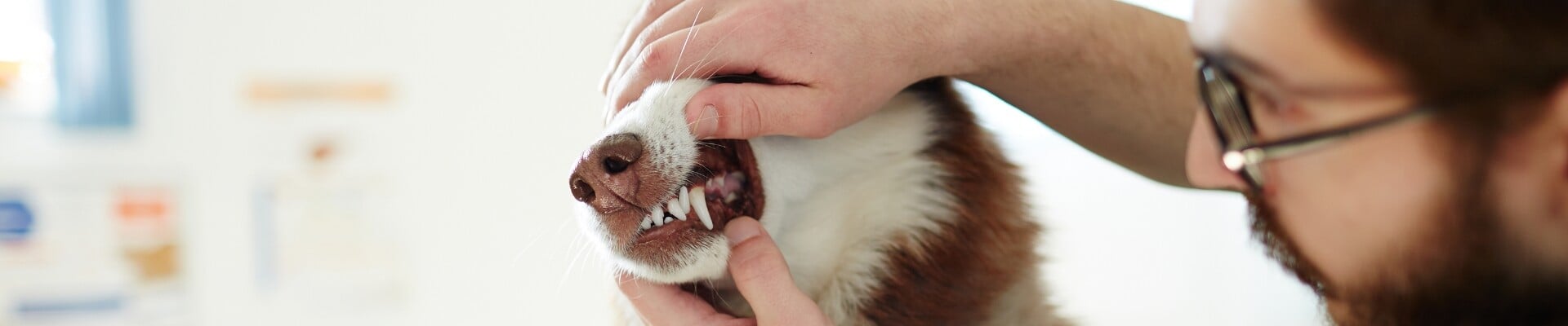 A vet examining a husky’s teeth 