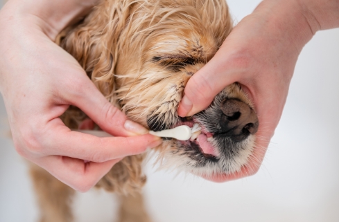 A small, tan, long-haired dog getting its teeth brushed