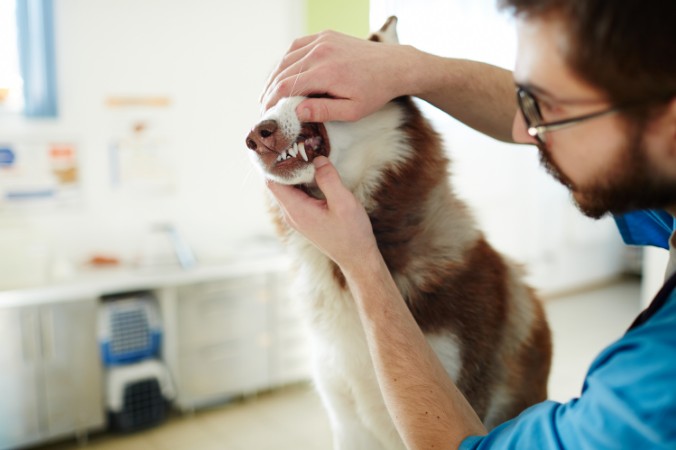 A vet examining a husky's teeth