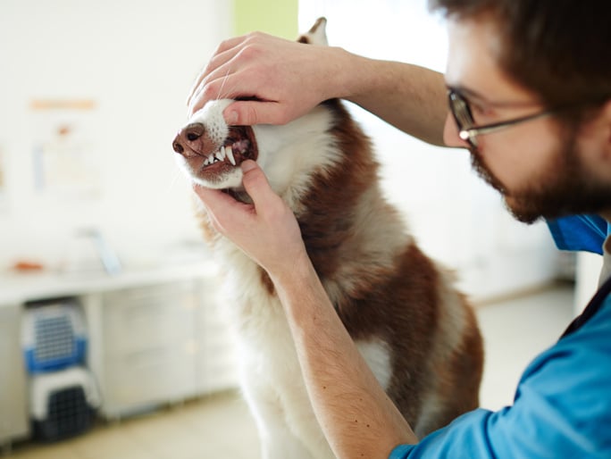 How to brush your cat's and dog's teeth Banfield Pet Hospital®