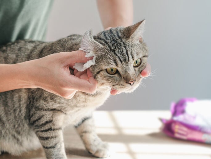 How to brush your cat's and dog's teeth Banfield Pet Hospital®