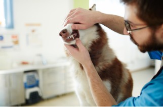 A vet examines a husky's teeth