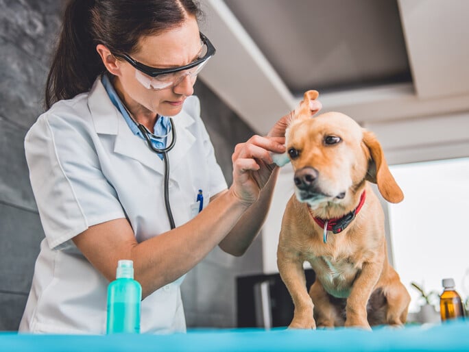 A vet cleaning a dog's ear