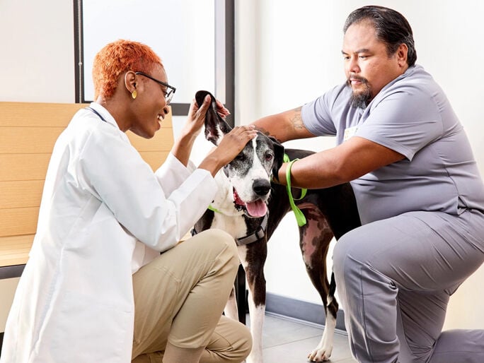 Don t mishandle dog ear infections