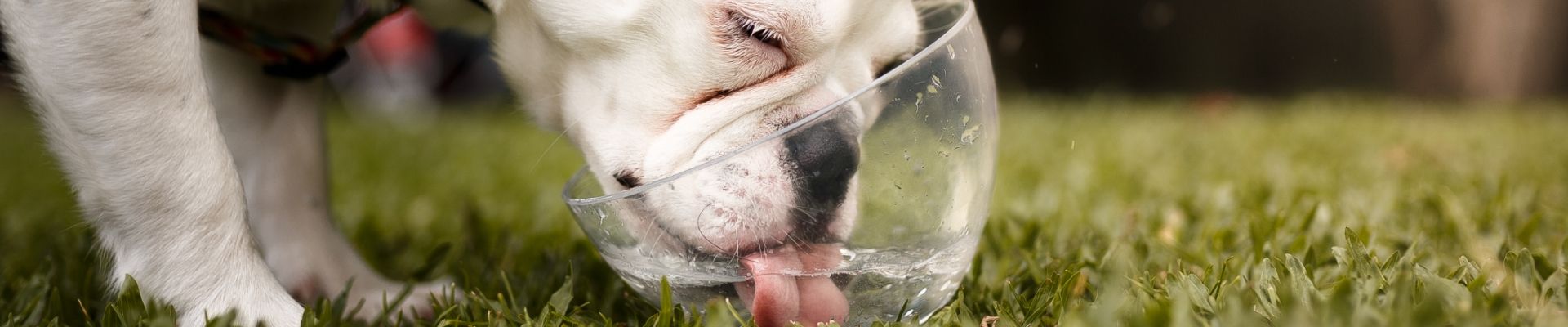 A bulldog drinking water out of a clear bowl