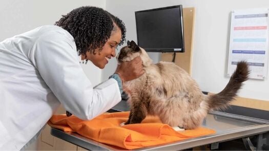 doctor checking the cat