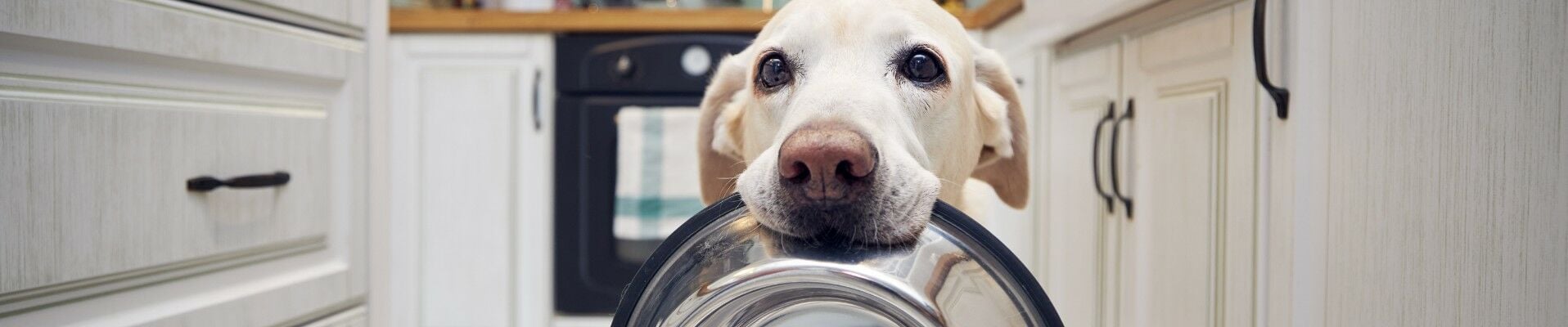A yellow lab holding its empty food bowl in its mouth