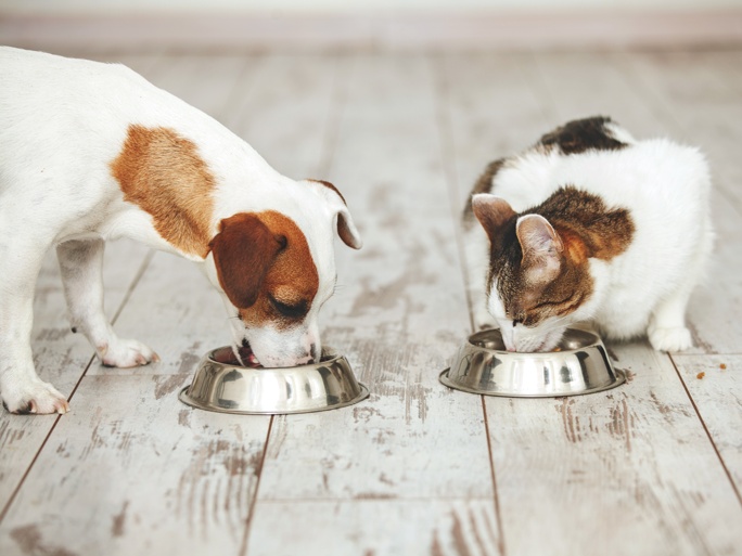 What is in cat food that is bad for dogs deals