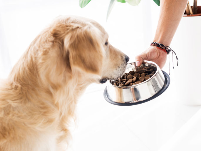 A person holding a bowl of food out to a yellow lab
